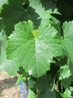 Le Fel, village vigneron dans l'Aveyron