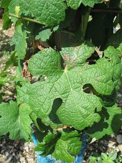 Le Fel, village vigneron dans l'Aveyron