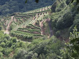 Le Fel, village vigneron dans l'Aveyron
