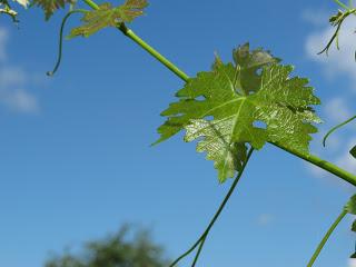 Le Fel, village vigneron dans l'Aveyron