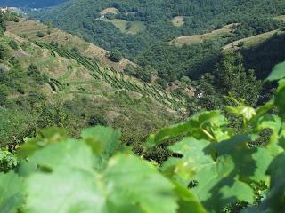 Le Fel, village vigneron dans l'Aveyron