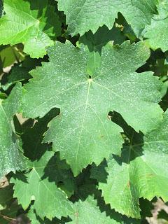 Le Fel, village vigneron dans l'Aveyron