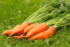 La carotte de nos jardin n'est pas celle dont on tire l'huile essentielle