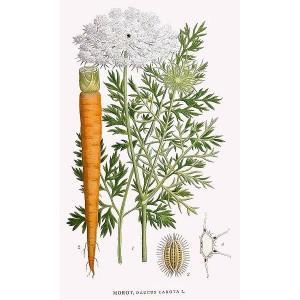 Daucus carota