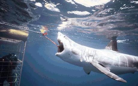 Les grands requins blancs en danger