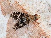 mouche tueuse d'escargot...!