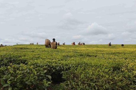 36 - 18 07 13 Rte Mulanje Plantation de The (3)