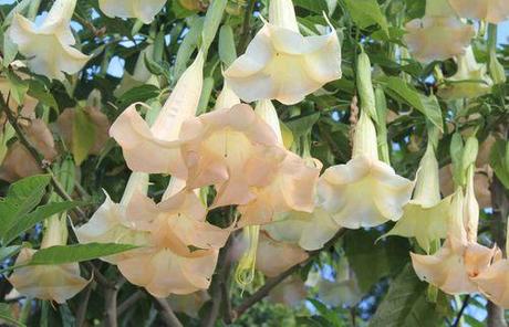 47 - 18 07 13 LIKHUBULA VILLAGE ET CAMP (19)