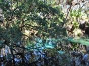 Floride forêt d’Ocala