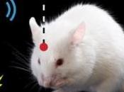 MÉMOIRE forme dans cortex, l'hippocampe Max-Planck-Gesellschaft