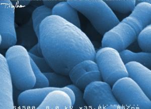 MICROBIOTE intestinal: Et si ces bactéries pouvaient nous faire maigrir?  – Nature