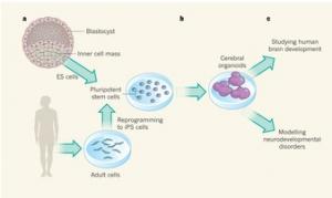 NEUROSCIENCE: Un «organoïde» de cerveau à partir de cellules souches – Nature