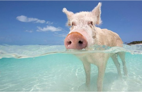 Des cochons sauvages sur une île aux Bahamas