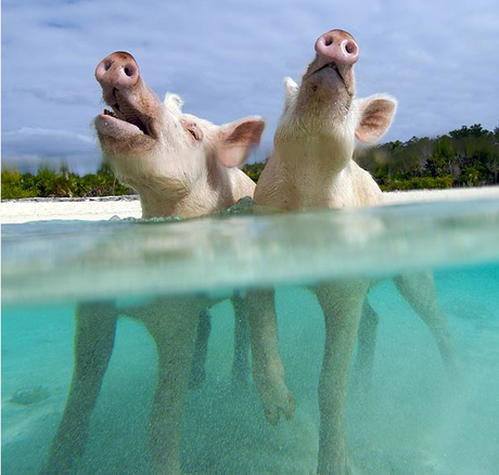 cochons sauvages aux bahamas