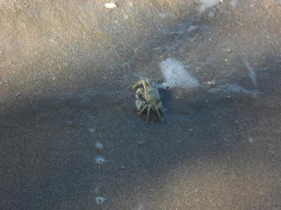 A la rencontre d'un pêcheur de crabes