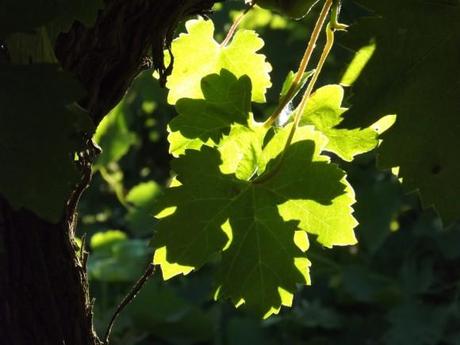 FEUILLES-DE-VIGNE.JPG