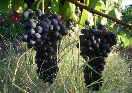 VIGNE ET RAISIN