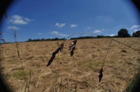 Variations Autour d’un Épi