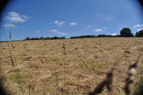 Variations Autour d’un Épi