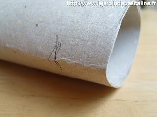 Récupération pour bouture