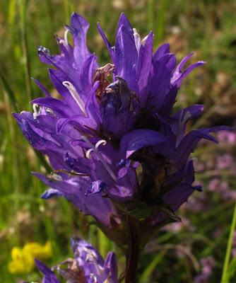 Campanula glomerata (Campanule agglomérée)