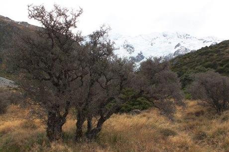 Mont cook nouvelle Zélande - les lubies de Louise (16 sur 57)