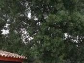 arbres Hallé botaniste-