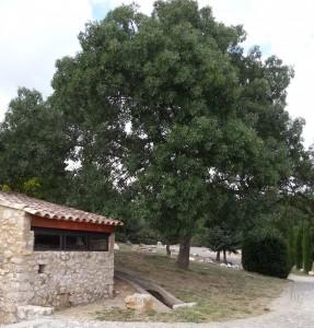 Les arbres : F Hallé botaniste- A13