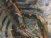 Parillada coquilles Saint-Jacques, homard breton huîtres Belon