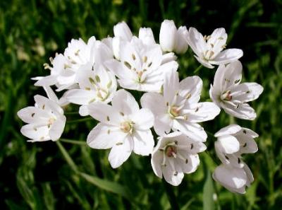 On consommait des plantes pour leur goût ail,goût,goût gastronomie,consommation,archéologie,plante,agriculture