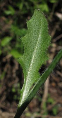 Cardaminopsis arenosa subsp. borbasii (Arabette des sables)