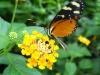 ile-aux-papillons-26 ile-aux-papillons-26