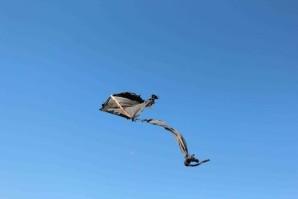 130 - 25 07 13 SENGA BAY (9)