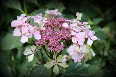 Le Rose au jardin