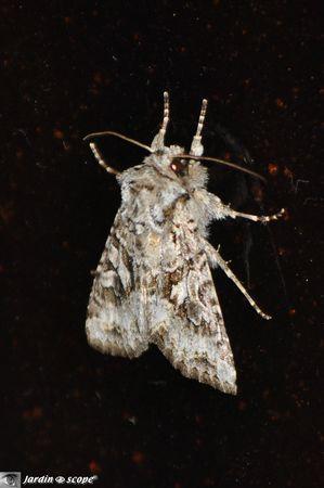 Lasionycta proxima
