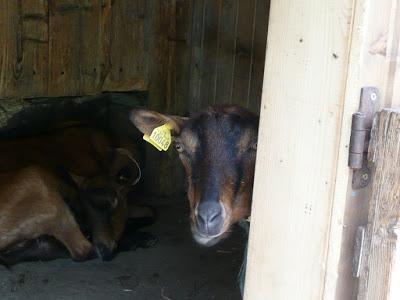 L'Aulp de Fier d'en Bas (Manigod)