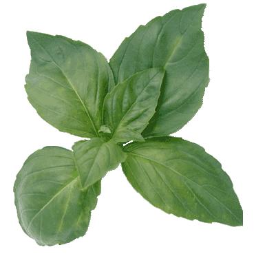 basilic