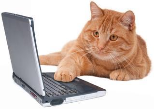 chat pour un site web