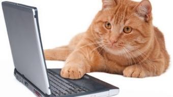 Améliorez vos taux de conversion, votre qualité de service… pensez au chat !