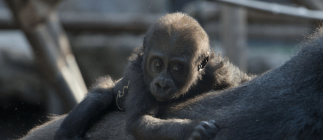 Photo : Unser Gorilla Baby hat jetzt einen Namen!

http://www.muenchen.de/freizeit/tierpark-hellabrunn/gorilla.html

Foto: Tierpark Hellabrunn