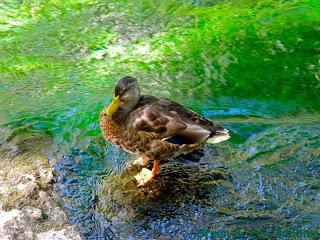 Et au milieu coule une rivière...