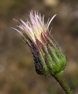 En vrac dans le cartable…