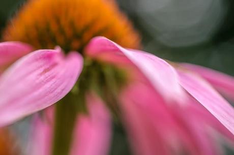 Rose pourpre d'un matin voilé
