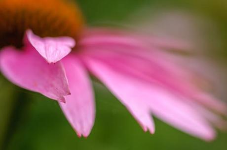 Rose pourpre d'un matin voilé