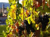 Crozes-Hermitage, belles surprises colline