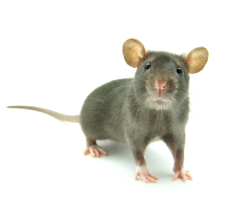 Où en sommes nous avec les tests sur les animaux ? souris_zoom