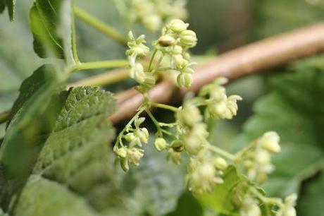 7 humulus m romi 1 sept 2013 096.jpg