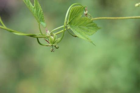 2 humulus m romi 1 sept 2013 055.jpg
