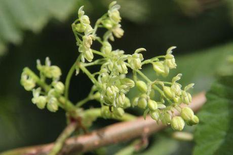 8 humulus m romi 1 sept 2013 068.jpg