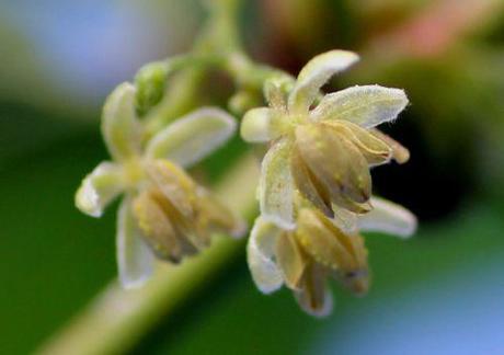 c humulus fl m romi 1 sept 2013 102.jpg